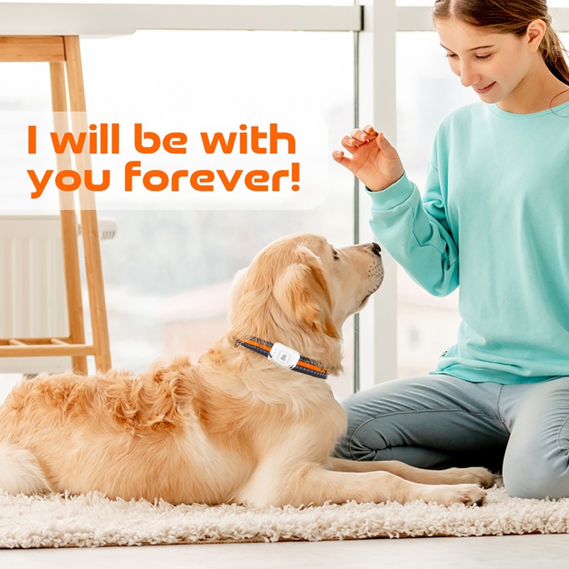 Dispositivo de seguimiento GPS - Pet Supplies Discount reseña y precio